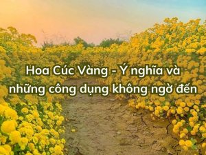 y-nghia-hoa-cuc-vang