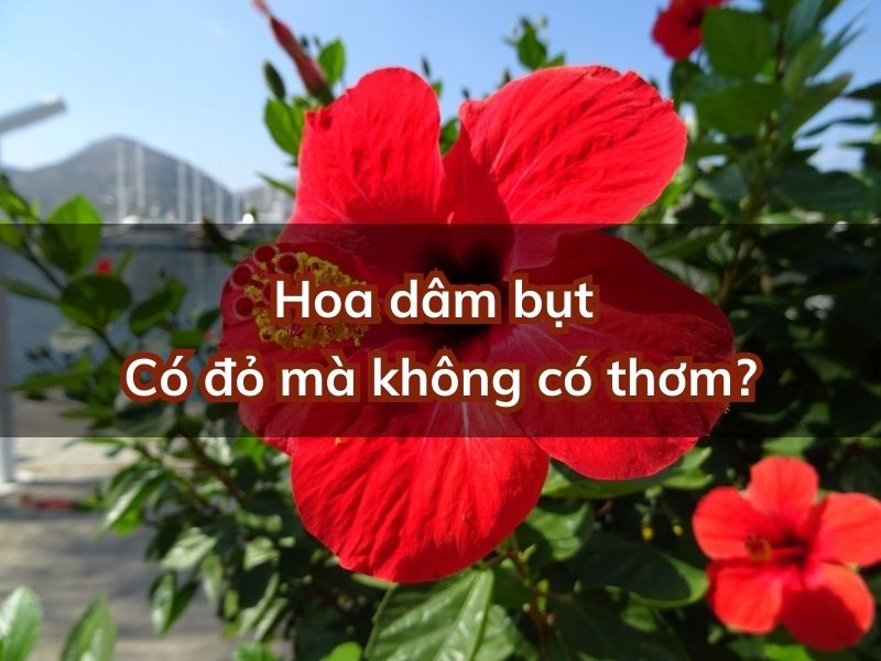 y-nghia-hoa-dam-but