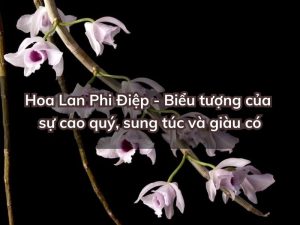 y-nghia-hoa-lan-phi-diep