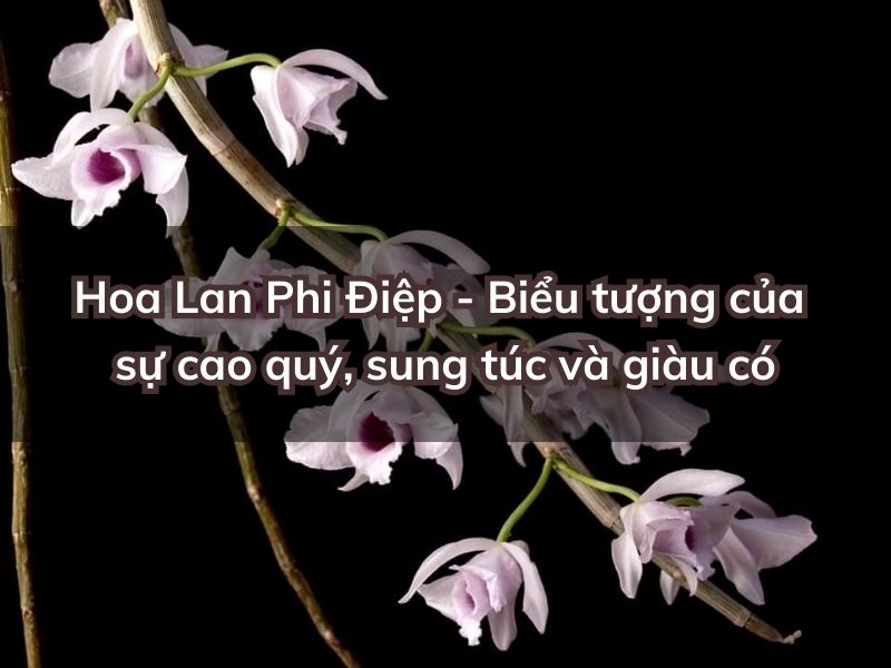 y-nghia-hoa-lan-phi-diep