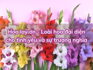 y-nghia-hoa-lay-on