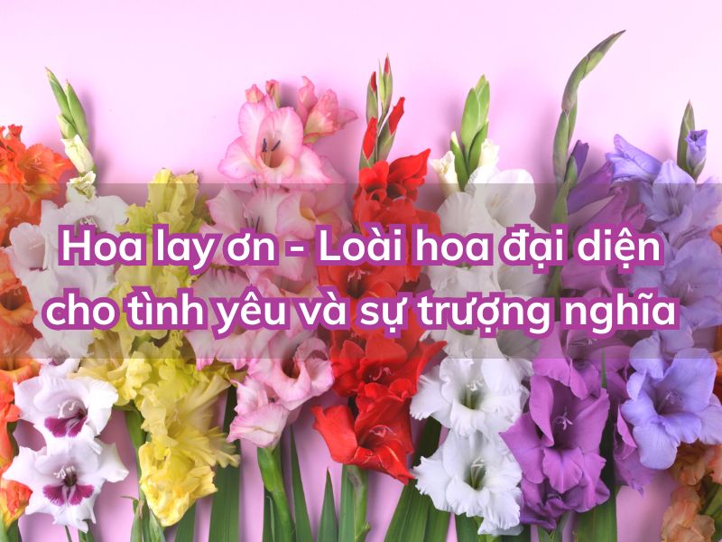 Ý nghĩa hoa lay ơn - Loài hoa đẹp cho ngày tết y-nghia-hoa-lay-on