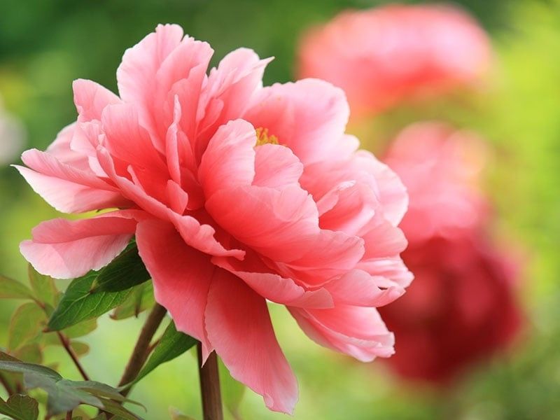 Hoa mẫu đơn - Loài hoa tượng trưng cho sự sang trọng y-nghia-hoa-mau-don