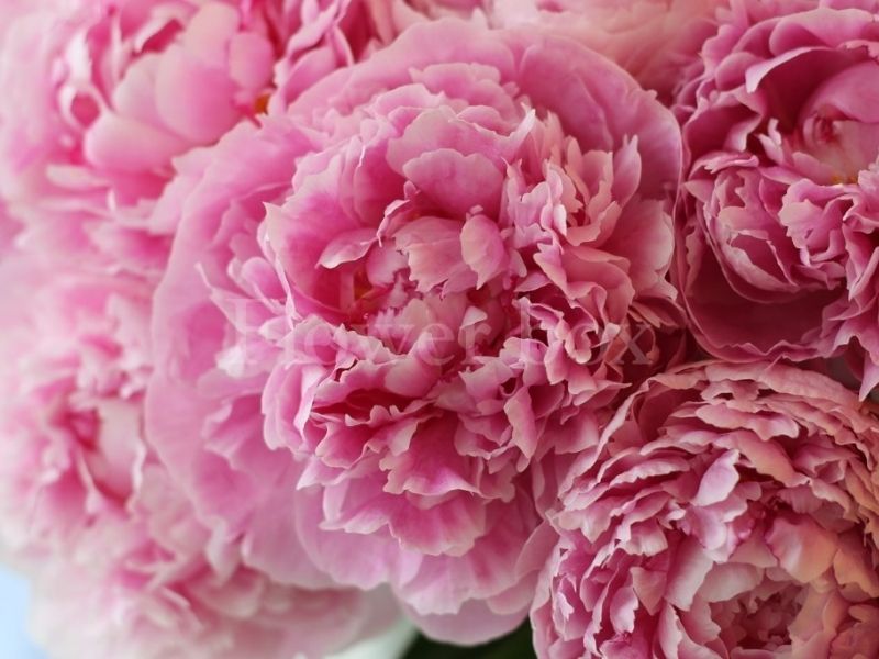 Hoa mẫu đơn - Loài hoa tượng trưng cho sự sang trọng y-nghia-hoa-mau-don-2