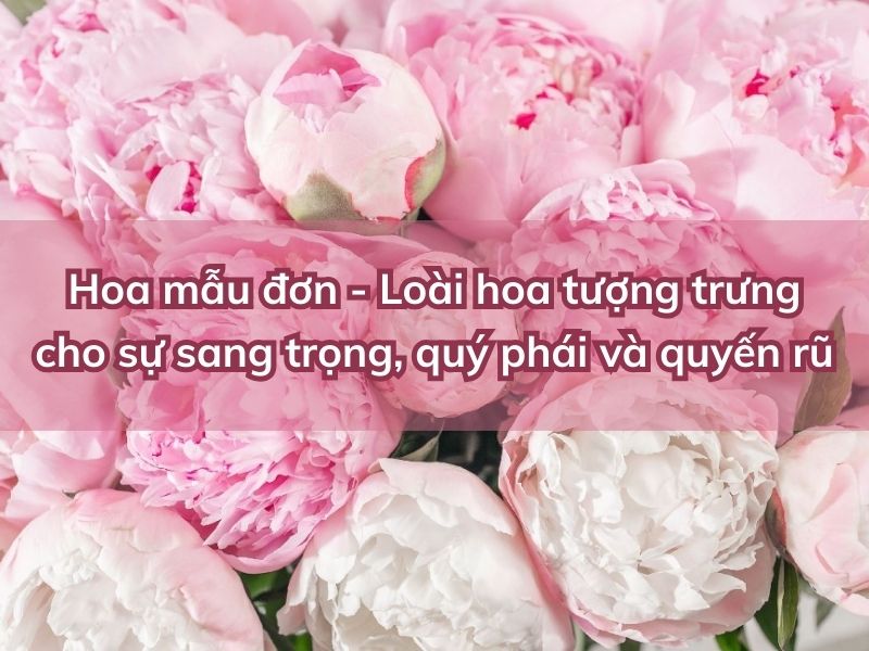 Hoa mẫu đơn - Loài hoa tượng trưng cho sự sang trọng y-nghia-hoa-mau-don
