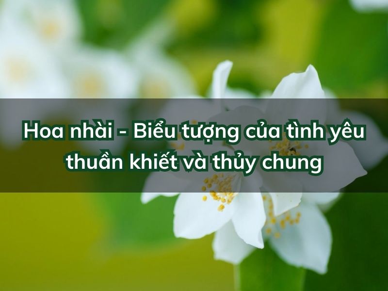 Hoa nhài - Biểu tượng của tình yêu thuần khiết và thủy chung y-nghia-hoa-nhai