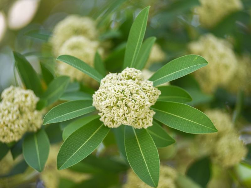 Ý Nghĩa Hoa Sữa - Loài hoa của mùa thu Hà Nội y-nghia-hoa-sua