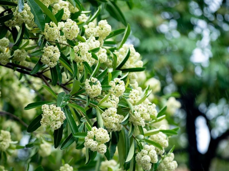 Ý Nghĩa Hoa Sữa - Loài hoa của mùa thu Hà Nội y-nghia-hoa-sua-trong-tinh-yeu