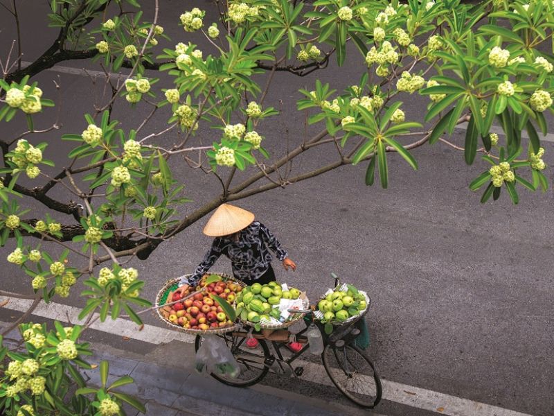 Ý Nghĩa Hoa Sữa - Loài hoa của mùa thu Hà Nội y-nghia-hoa-sua-4