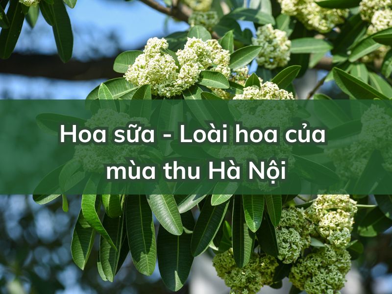 Ý Nghĩa Hoa Sữa - Loài hoa của mùa thu Hà Nội y-nghia-hoa-sua