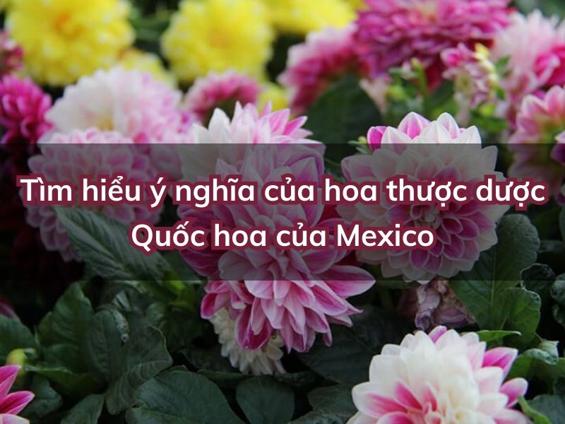 y-nghia-hoa-thuoc-duoc