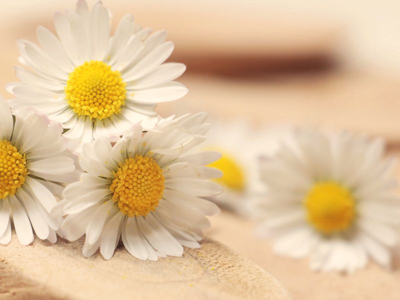 8/3 nên tặng hoa gì? Những loài hoa ý nghĩa trong ngày 8/3 hoa-tang-8-3-1