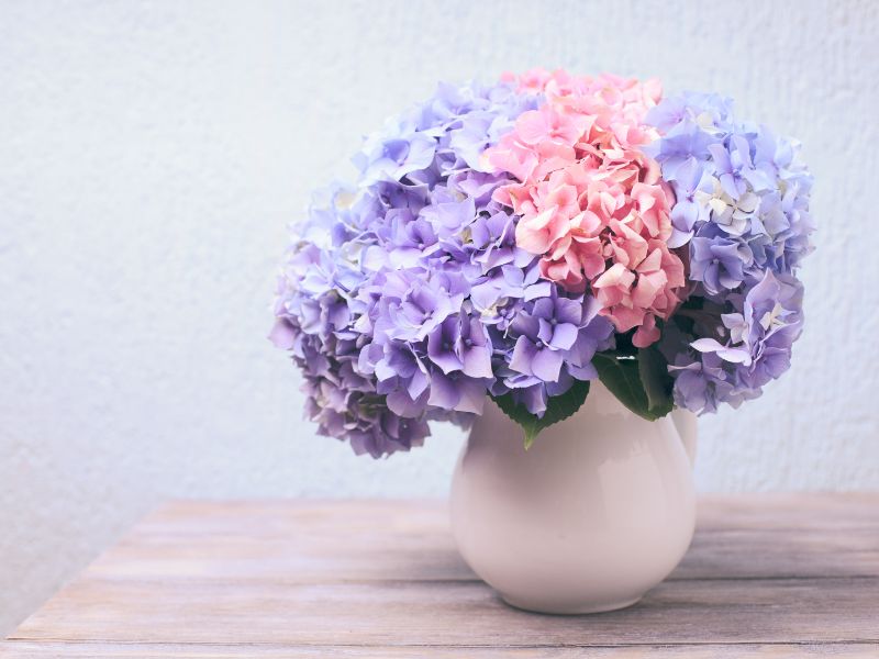 8/3 nên tặng hoa gì? Những loài hoa ý nghĩa trong ngày 8/3 hoa-tang-8-3-3