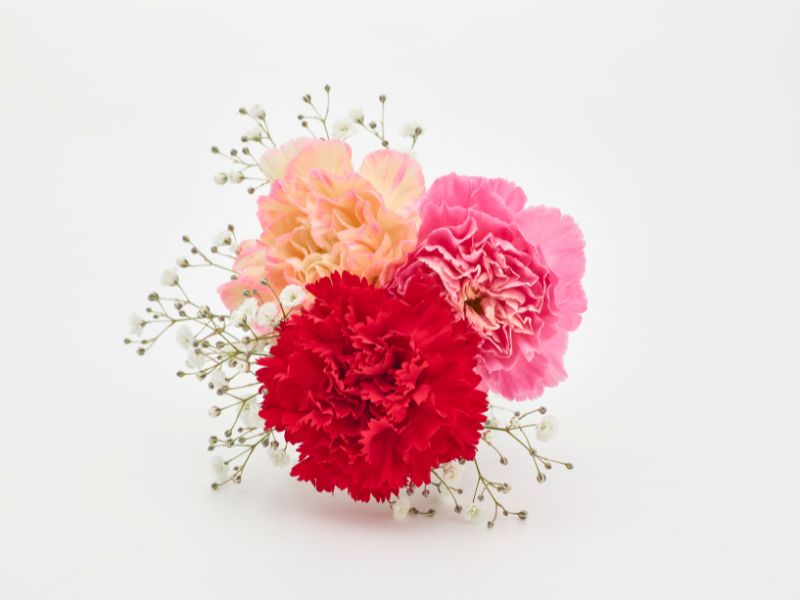 8/3 nên tặng hoa gì? Những loài hoa ý nghĩa trong ngày 8/3 hoa-tang-8-3-6