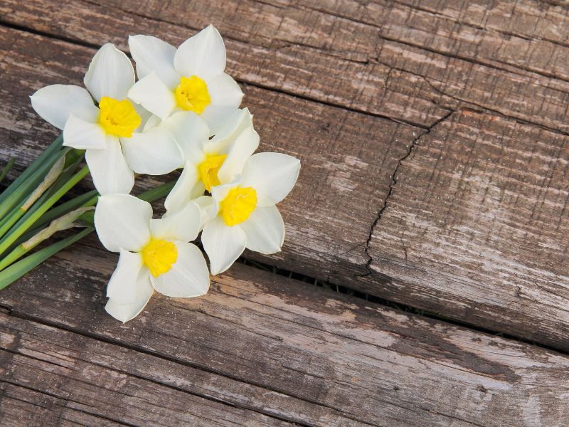 8/3 nên tặng hoa gì? Những loài hoa ý nghĩa trong ngày 8/3 hoa-tang-8-3-8