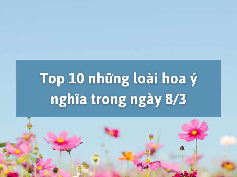 8/3 nên tặng hoa gì? Những loài hoa ý nghĩa trong ngày 8/3 hoa-tang-8-3