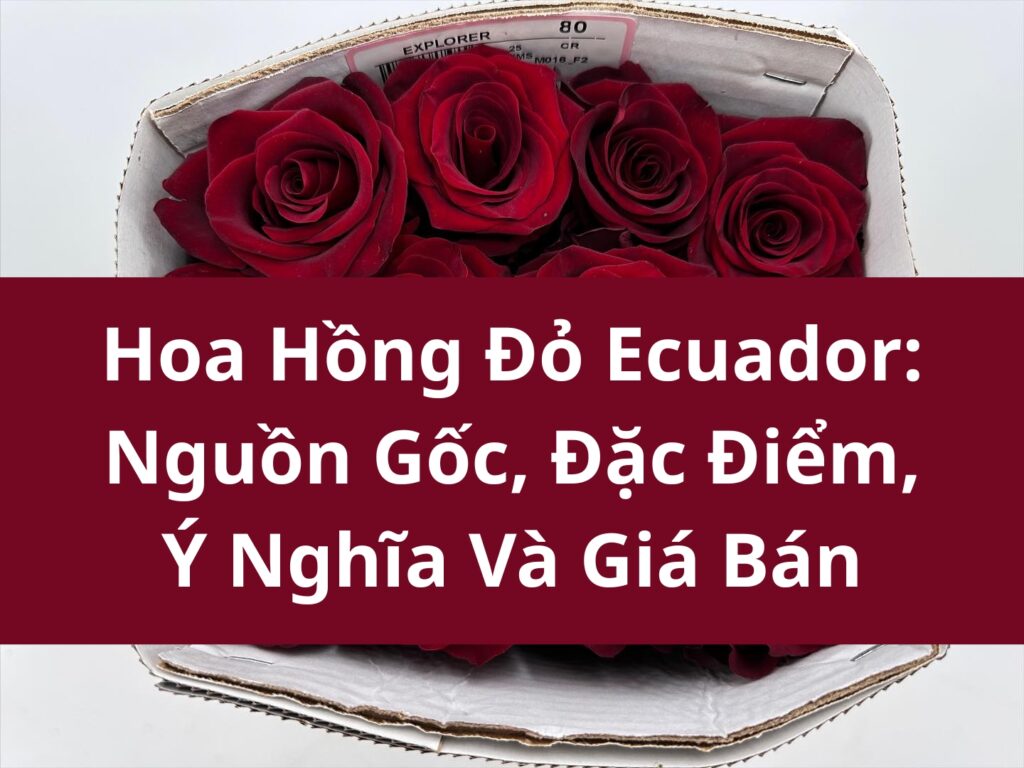 Hoa Hồng Đỏ Ecuador: Nguồn Gốc, Đặc Điểm, Ý Nghĩa Và Giá Bán Hoa Hồng Đỏ Ecuador: Nguồn Gốc, Đặc Điểm, Ý Nghĩa Và Giá Bán