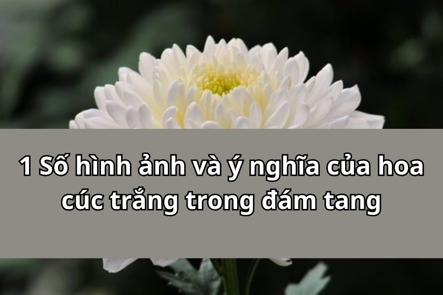1 Số hình ảnh và ý nghĩa của hoa cúc trắng trong đám tang 1 số hình ảnh và ý nghĩa của hoa cúc trắng trong đám tang